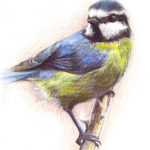 bluetit