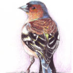 chaffinch