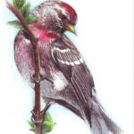 lesser-redpoll