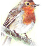 robin